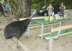 Pria di Florida AS Tewas Diserang Burung Kasuari Peliharaannya