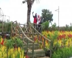 Daya Tarik Wisata Taman Bunga Berlatar Belakang Gunung Ijen di Banyuwangi