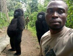 Momen Lucu 2 Gorila Ikutan Selfie dengan Penjaga Hutan di Kongo Afrika