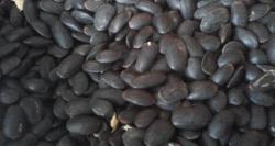 Khasiat Biji Kedaung untuk Mengatasi Nyeri Menstruasi