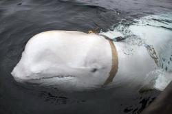 Norwegia Kaget Temukan Paus Beluga dengan 'Sabuk Pengaman Rusia'