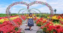 Wisata Yogya, Taman Bunga Matahari Pantai Samas Jadi Spot Instagenik