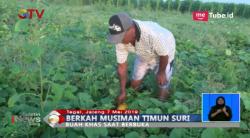 Berkah Ramadan, Petani Timun Suri Raup Untung Rp1 Juta-Rp2 Juta per Hari