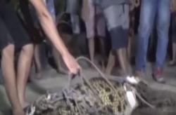 Meresahkan, Buaya 3 Meter Ditangkap Warga Bangka Belitung