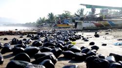 Pantai Cipatuguran Sukabumi Dipenuhi Tumpahan Batu Bara