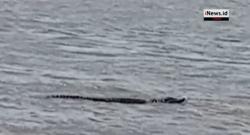 Warga di Pesisir Nusakambangan Diresahkan Munculnya Buaya 3 Meter