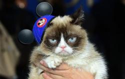 Grumpy, Kucing yang Menjadi Bintang Internet karena Wajah Cemberutnya Mati
