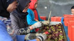 Kisah Sukses, Berawal dari Idealisme Kini Ekspor 450 Ton Buah ke 17 Negara