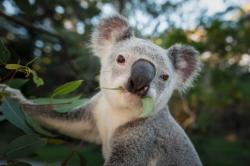 Kendalikan Populasi, Koala di Australia Dipasangi KB Implan