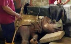 Tam, Badak Sumatera Jantan Terakhir yang Hidup di Malaysia Sekarat