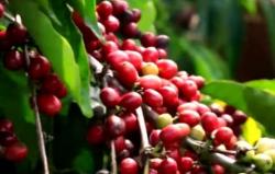 Bermain dan Belajar, Kampung Kopi Rigis Jaya Lampung Jadi Destinasi Wisata Menarik