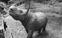Badak Sumatera Jantan Terakhir di Malaysia Mati