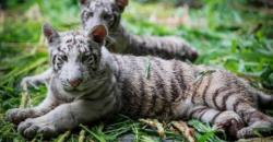 2 Anak Harimau Putih Langka Dapat 'Rumah Baru' di Nikaragua