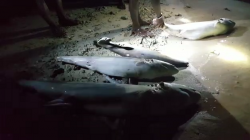 Patroli Perbatasan di Raja Ampat Temukan 17 Bangkai Hiu Tanpa Sirip