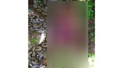 Geger, Seorang Perempuan Tewas Dimangsa Ular Piton 7 Meter di Buton Sultra