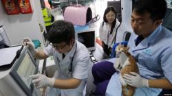 Uniknya Ambulans Khusus Hewan Peliharaan di Hong Kong