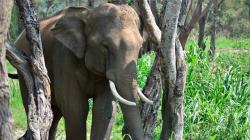 3 Gajah Ditemukan Mati Diracun di Malaysia