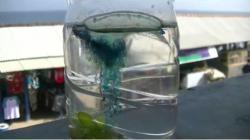 Serangan Ubur-Ubur di Pantai Selatan Gunungkidul, 85 Wisatawan Tersengat