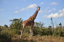 2 Jerapah Mati Tersambar Petir di Kebun Binatang Florida AS