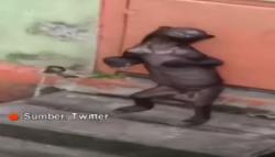 Viral Video Beruang Madu Kurus Kelaparan di Kalimantan