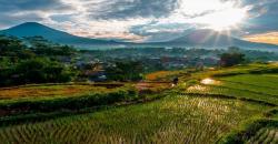 6 Fakta Menarik Gunung Sindoro, Ada Hamparan Bunga Edelweiss hingga Telaga Ajaib di Puncak<