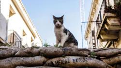 Bunuh 100 Kucing Milik Orang Lain, Pria Jepang Dihukum