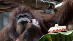 Orangutan Tertua Rayakan Ulang Tahun ke-50 di Kebun Binatang Paris