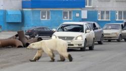 Heboh, Beruang Kutub Lapar Jalan-Jalan di Perkotaan Rusia