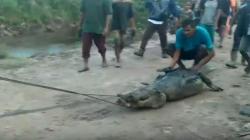 Warga Tangkap Buaya Pemakan Manusia, Saat Dibelah Isi Perutnya Mengejutkan