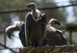 Makan Bangkai Gajah Beracun, 500 Burung Nasar Langka di Botswana Mati