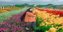 Indahnya Resoinangun Garden, Taman Instagramable Bunga Warna-warni di Bantul