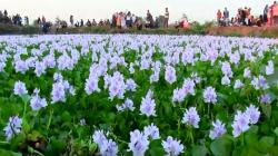 Viral Bunga Eceng Gondok di Cirebon Bermekaran Jadi Ajang Swafoto Warga