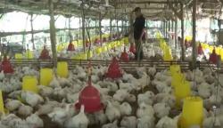 Harga Ayam Terus Anjlok, Peternak di Jateng Berencana Demo