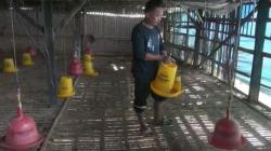 Peternak di Brebes Pilih Kosongkan Kandang akibat Anjloknya Harga Ayam