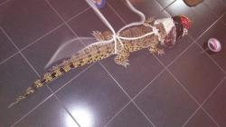 Buaya Sepanjang 170 Cm Ditemukan di Atap Rumah, Warga Kedungkandang Malang Geger