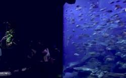 Menikmati Wisata Biota Laut di Sea World Jakarta