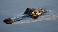 Dramatis, Nenek di Kotim Selamat usai Melawan Buaya saat Ditarik Masuk ke Sungai