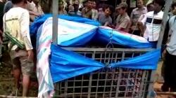 Resahkan Warga Padanglawas, Harimau Sumatera Tertangkap Perangkap BKSDA Sumut