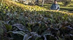 Tak Hanya Dieng, Fenomena Embun Es Juga Terjadi di Bandung