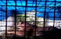 Video Penangkapan Harimau Teror Warga Padang Lawas