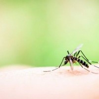 Pengertian Penyakit Endemik dan Contohnya yang Wajib diketahui!