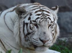 Belgia Dilanda Gelombang Panas, Harimau dan Beruang Diberi Makan Es Batu