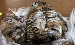 Tujuh Bangkai Harimau Ditemukan di Mobil di Vietnam