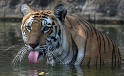 Hasil Sensus, Populasi Harimau di India Naik Jadi Hampir 3.000 Ekor