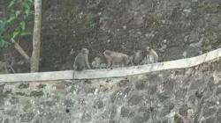 Puluhan Kera Serang Permukiman Warga di Nglanggeran Gunungkidul