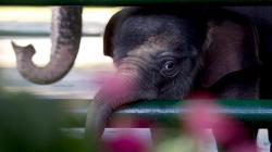 Tingkah Lucu Bayi Gajah Sumatera di Kebun Binatang Surabaya