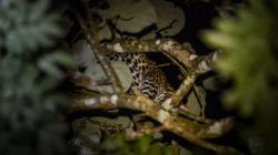 Petani Tewas Diterkam Macan Tutul di Lahat Sumsel, Korban Luka di Leher<