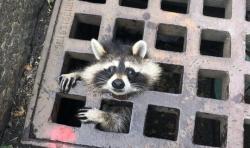 Viral, Rakun Terjebak di Besi Penutup Lubang Jalan Diselamatkan Petugas Damkar