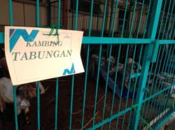 Menabung 2 Pekan, Siswa TK-SMA di Al-Azhar BSD Berkurban 3 Sapi dan 80 Kambing