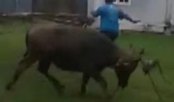 Video Kerbau Ngamuk saat Akan Disembelih di Aceh Barat